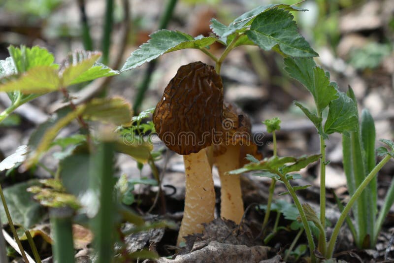 Pilze mit braunen geknitterten Kappen unter grünen Blättern von Anlagen lizenzfreie stockfotografie Pilze mit braunen geknitterten Kappen unter grünen Blättern von Anlagen lizenzfreie stockfotografie