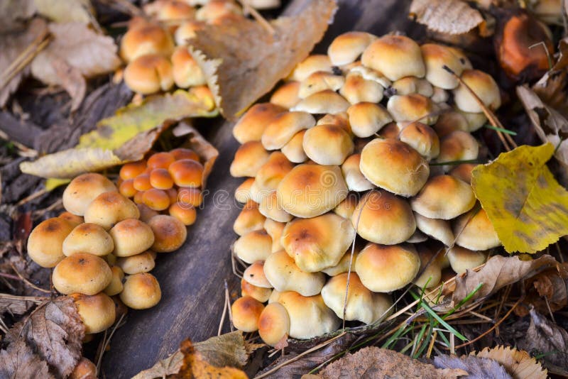 Pilze mit einem orange Farbpilzartigen Wachstum Orange Pilz auf Holz vermehrt sich Naturwaldwilder Pilz auf moosigem explosionsar stockbilder Pilze mit einem orange Farbpilzartigen Wachstum Orange Pilz auf Holz vermehrt sich Naturwaldwilder Pilz auf moosigem explosionsar stockbilder