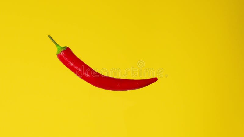 Piment chaud rouge isolé tournant sur fond jaune. rotation en boucle. piment rouge vif illustration stock