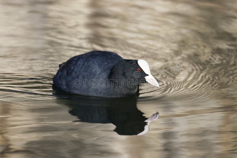 Piment commun - Fulica atra photographie stock libre de droits Piment commun - Fulica atra photographie stock libre de droits