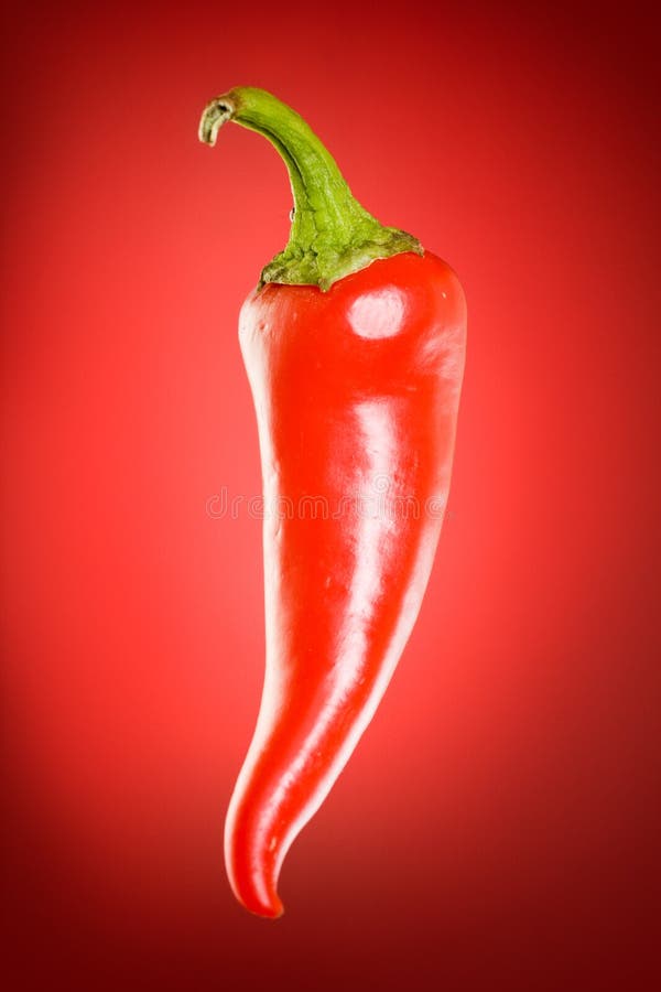 Serrano pepper on red gradient background. Serrano pepper on red gradient background