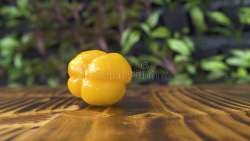 Pimenta de sino amarelo que cai na tabela de madeira Vegetal do movimento lento que cai na mesa de cozinha Feche acima do fundo d