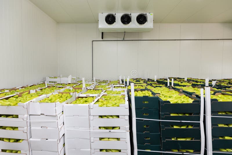 Green Peppers in Boxes Cold Storage Warehouse. Green Peppers in Boxes Cold Storage Warehouse