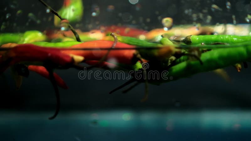 Piments de chili multicolores, fins et frais sous l'eau avec fond gris banque de vidéos