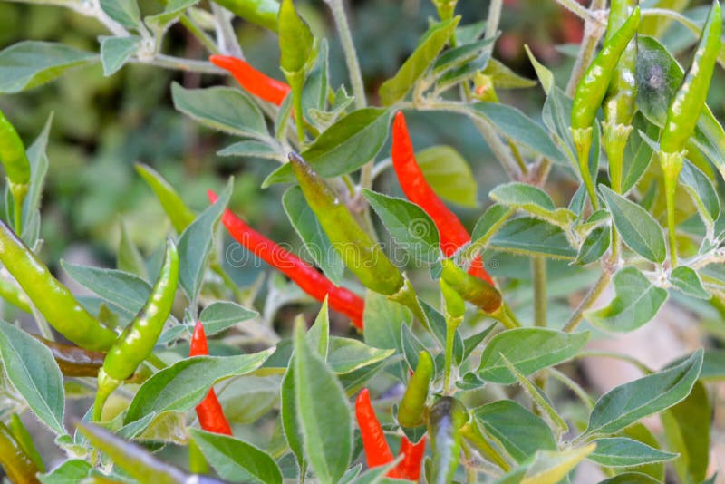 Pimientos rojos y verdes picantes en la planta El ingrediente alimentario más caliente, la producción local de pimienta chile par fotos de archivo libres de regalías