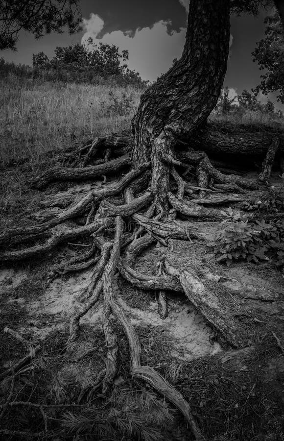 Pin antique images libres de droits Pin antique images libres de droits