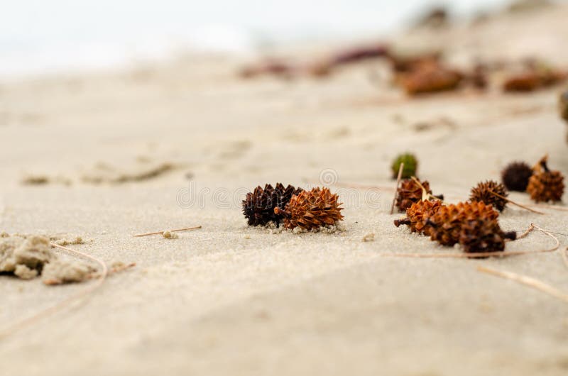 Pin australian sau casuarina equisetifolia pe plajă de nisip royalty free stock photos