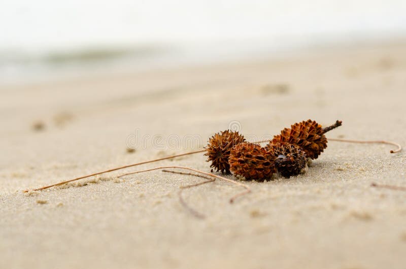 Pin australian sau casuarina equisetifolia pe plajă de nisip royalty free stock photos
