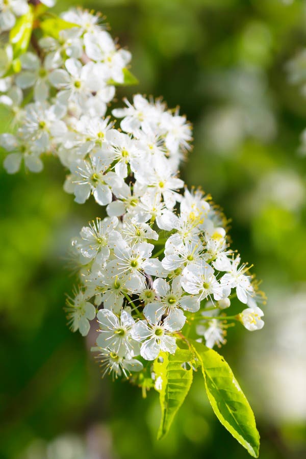 Pin Cherry stock photo. Image of bloom, flower, north - 53232128