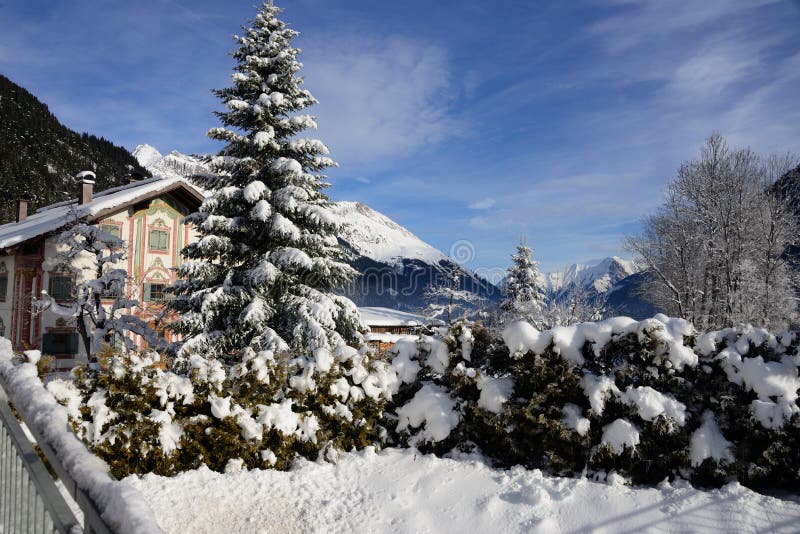 Pin couvert dans la neige de montagnes dans le voralberg Autriche de bach image libre de droits Pin couvert dans la neige de montagnes dans le voralberg Autriche de bach image libre de droits