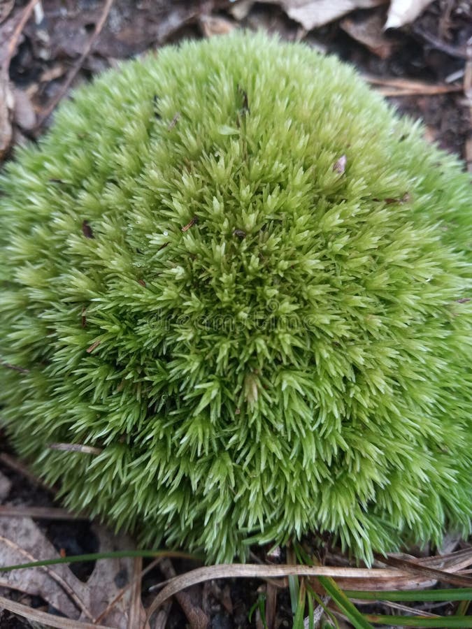 Pin cushion moss stock image. Image of moss, green, cushion 233119117