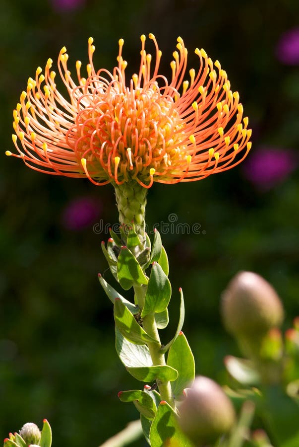 Pin Cushion Protea stock photo. Image of shrub, stamen 15811482