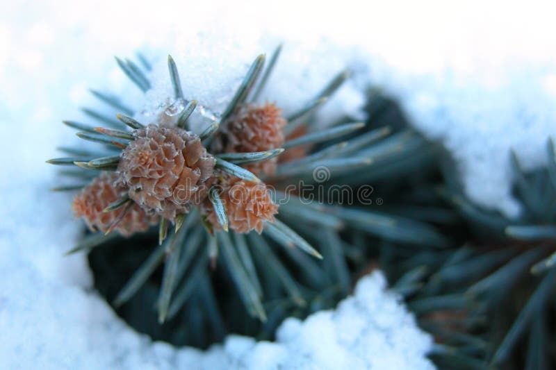 Pin dans la neige photos libres de droits Pin dans la neige photos libres de droits