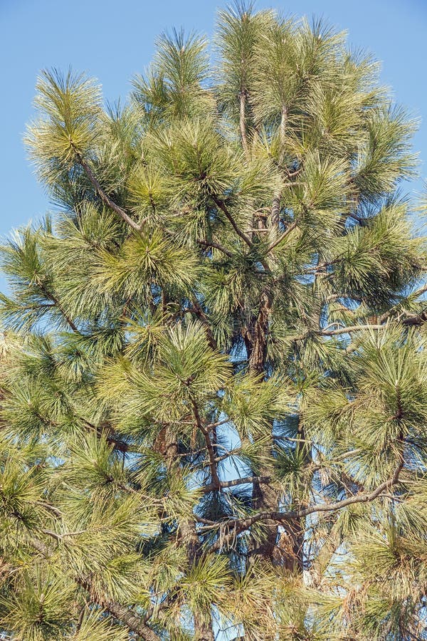 Pin de Ponderosa image stock. Image du un, et, conifère 85334325