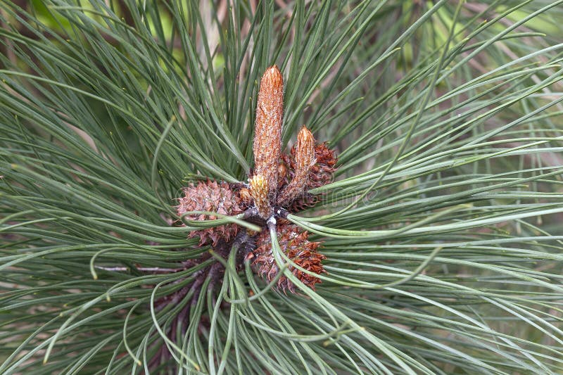 Pin de Ponderosa image stock. Image du verticale, nature 85334325