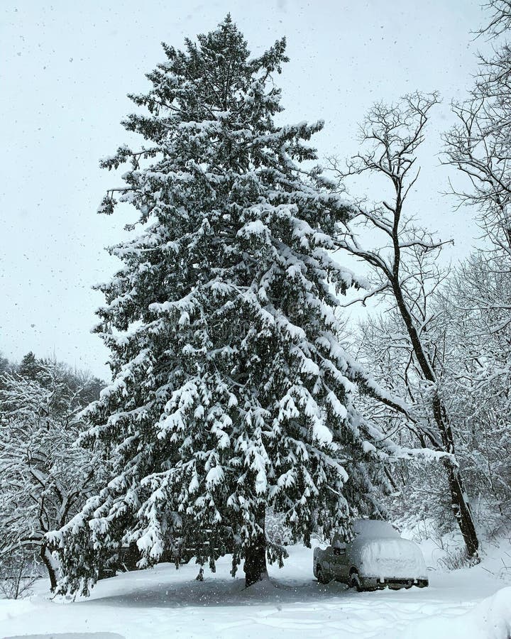 Pin et camion couverts de neige photographie stock libre de droits