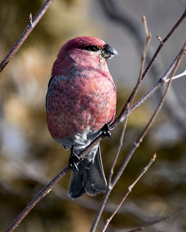Pin grosbeak stock photo. oiseau mâle vue de profil avec de la neige sur le bec perché avec un fond flou dans son environnement. Pin grosbeak mâle closeuse vue de profil avec de la neige sur le bec perché avec un fond flou dans son environnement et son habitat. image. portrait.