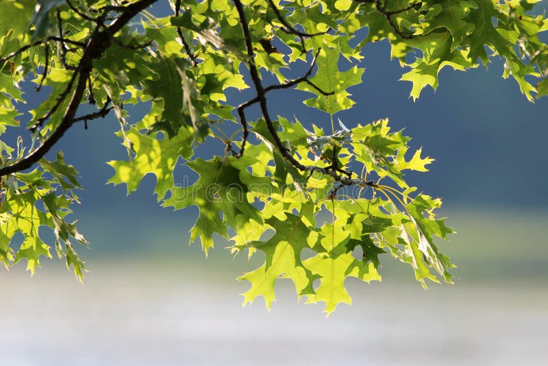 Pin Oak leaves