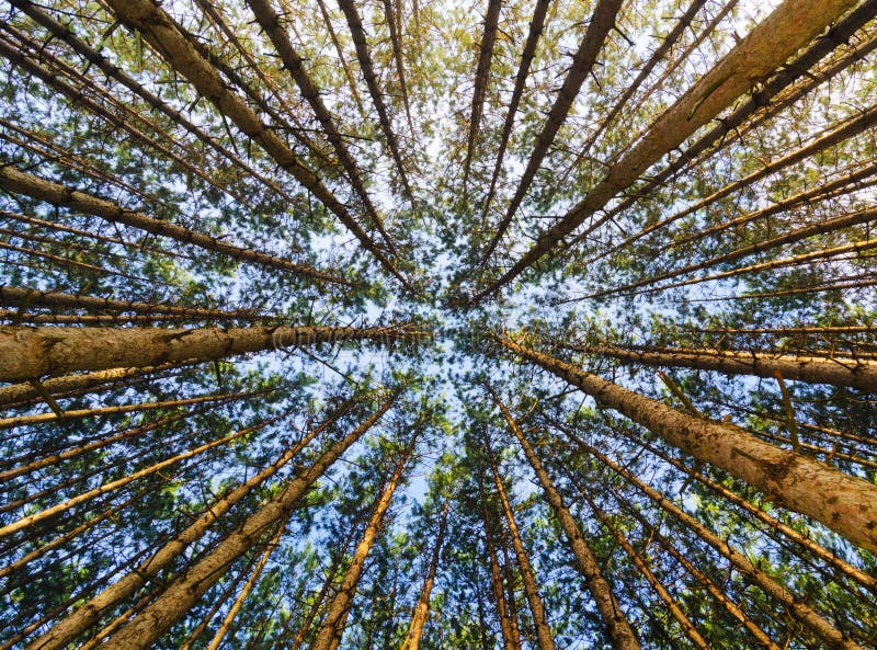 Pin rouge Forest Looking Up photo stock Pin rouge Forest Looking Up photo stock