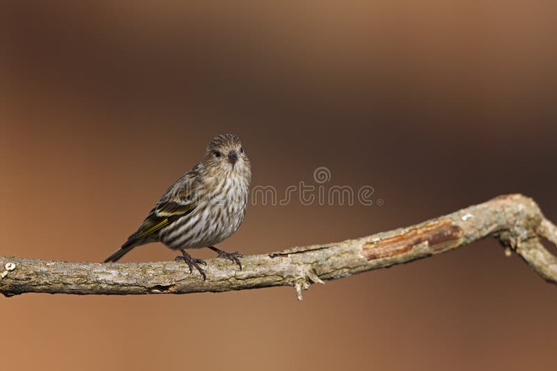 Pine Siskin (Carduelis pinus pinus), female on lichen covered branch. Pine Siskin (Carduelis pinus pinus), female on lichen covered branch.