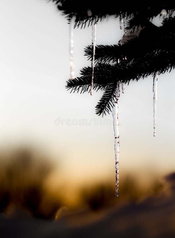 Pine tree with melting ice