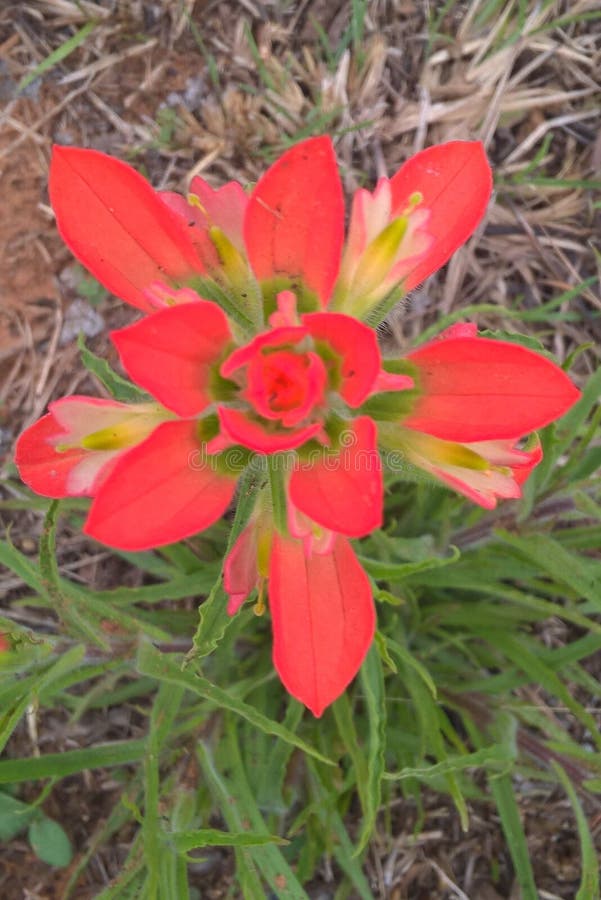 Indian Paintbrush, located in Oklahoma, Kansas, Texas and Louisiana is found in open fields and along highways. From a distance they appear as patches of red in a sea of green or brown. They have a short blooming season, from late spring to early summer. The plant grows to 18 inches tall. The flowers are a beautiful red turning to green at the stem. Most of the color of the plant is not the flower but modified leafs called bracts. These bracts are red, becoming green toward the stem. The shape and color of the upper part resembles a paintbrush dipped in red paint thus the common name, Indian Paintbrush. Indian Paintbrush, located in Oklahoma, Kansas, Texas and Louisiana is found in open fields and along highways. From a distance they appear as patches of red in a sea of green or brown. They have a short blooming season, from late spring to early summer. The plant grows to 18 inches tall. The flowers are a beautiful red turning to green at the stem. Most of the color of the plant is not the flower but modified leafs called bracts. These bracts are red, becoming green toward the stem. The shape and color of the upper part resembles a paintbrush dipped in red paint thus the common name, Indian Paintbrush.