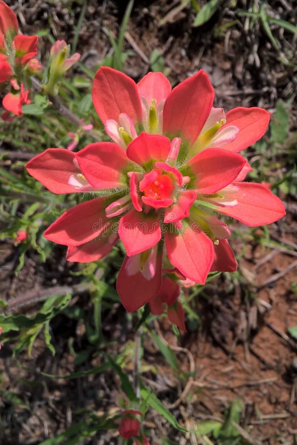 Indian Paintbrush, located in Oklahoma, Kansas, Texas and Louisiana is found in open fields and along highways. From a distance they appear as patches of red in a sea of green or brown. They have a short blooming season, from late spring to early summer. The plant grows to 18 inches tall. The flowers are a beautiful red turning to green at the stem. Most of the color of the plant is not the flower but modified leafs called bracts. These bracts are red, becoming green toward the stem. The shape and color of the upper part resembles a paintbrush dipped in red paint thus the common name, Indian Paintbrush. Indian Paintbrush, located in Oklahoma, Kansas, Texas and Louisiana is found in open fields and along highways. From a distance they appear as patches of red in a sea of green or brown. They have a short blooming season, from late spring to early summer. The plant grows to 18 inches tall. The flowers are a beautiful red turning to green at the stem. Most of the color of the plant is not the flower but modified leafs called bracts. These bracts are red, becoming green toward the stem. The shape and color of the upper part resembles a paintbrush dipped in red paint thus the common name, Indian Paintbrush.