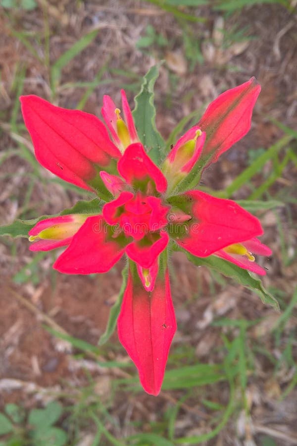 Indian Paintbrush, located in Oklahoma, Kansas, Texas and Louisiana is found in open fields and along highways. From a distance they appear as patches of red in a sea of green or brown. They have a short blooming season, from late spring to early summer. The plant grows to 18 inches tall. The flowers are a beautiful red turning to green at the stem. Most of the color of the plant is not the flower but modified leafs called bracts. These bracts are red, becoming green toward the stem. The shape and color of the upper part resembles a paintbrush dipped in red paint thus the common name, Indian Paintbrush. Indian Paintbrush, located in Oklahoma, Kansas, Texas and Louisiana is found in open fields and along highways. From a distance they appear as patches of red in a sea of green or brown. They have a short blooming season, from late spring to early summer. The plant grows to 18 inches tall. The flowers are a beautiful red turning to green at the stem. Most of the color of the plant is not the flower but modified leafs called bracts. These bracts are red, becoming green toward the stem. The shape and color of the upper part resembles a paintbrush dipped in red paint thus the common name, Indian Paintbrush.