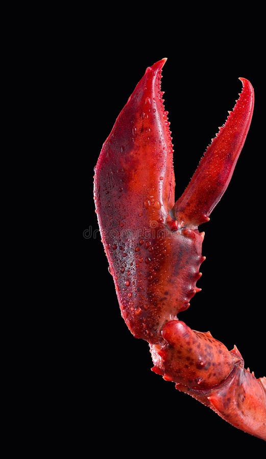 Pincer da lagosta Pincer da lagosta