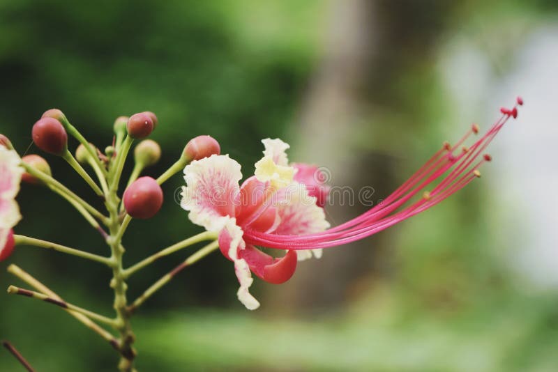 Pincushion stock photo. Image of flower, pincushion 119802226