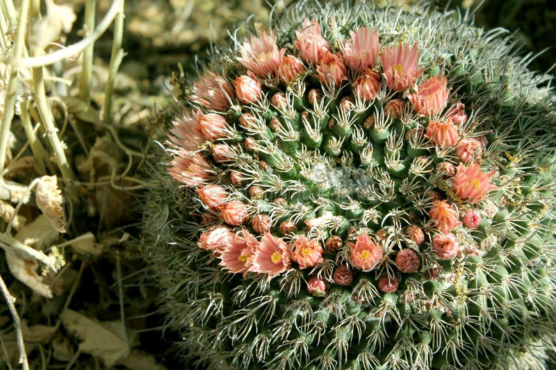 Pincushion Cactus in Arizona in Bloom. A flowering pincushion cactus in the springtime in Arizona stock photo