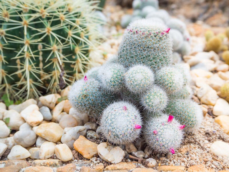 Pincushion Cactus Plant with Pink Flower Stock Photo Image of