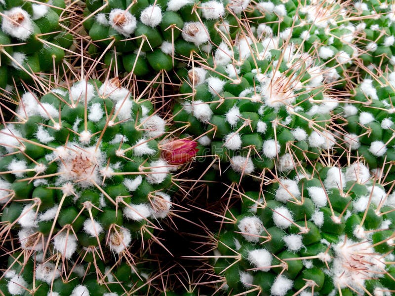 Pincushion Cactus Mammillaria Geminispina In Latin. Stock Image Image