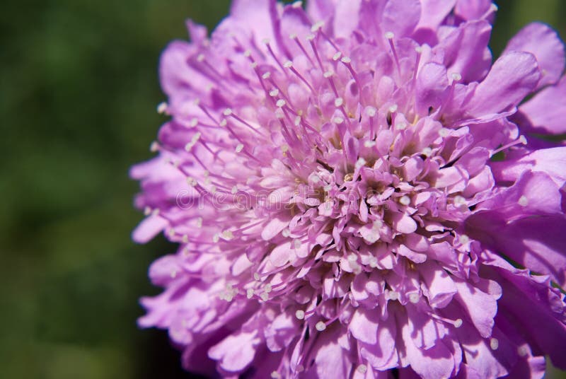 Pincushion stock image. Image of mediterranean, scabious 74513795