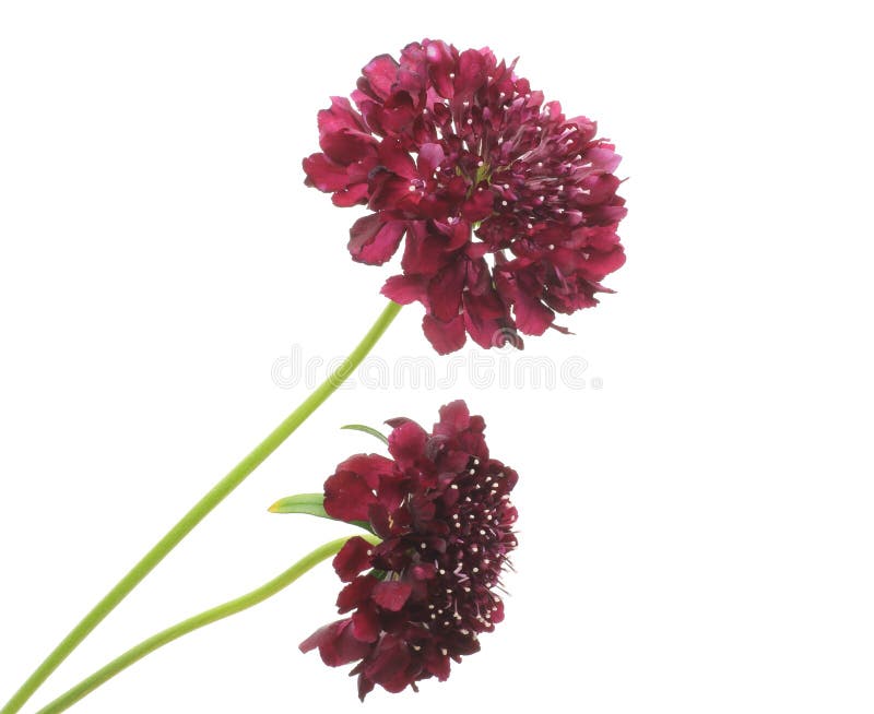 Pincushion flowers stock image. Image of studioshot, pincushion 38098337