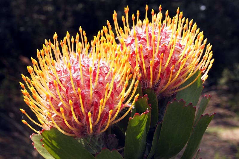 Pincushion para w Kirstenbosch ogródach botanicznych