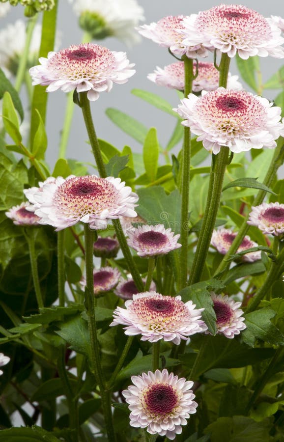 Pincushion plant flowers. stock photo. Image of bloom 28155200