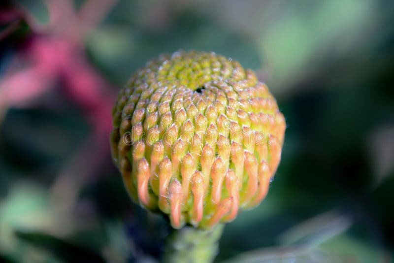 Pincushion Protea Bud
