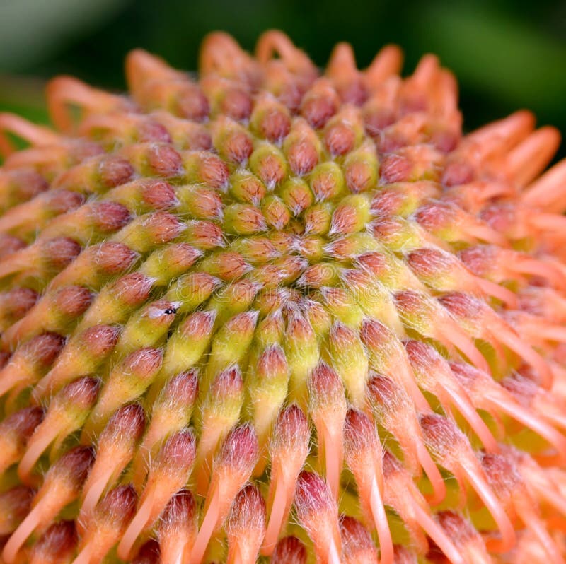Common pincushion protea stock photo. Image of flower 94957138