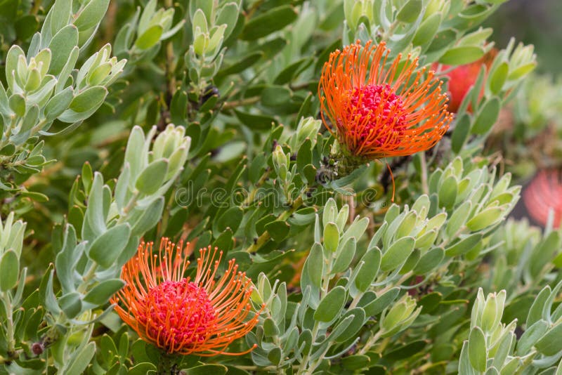 Pincushion protea flowers stock photo. Image of petals 50365888