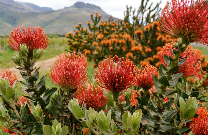 Pincushion protea