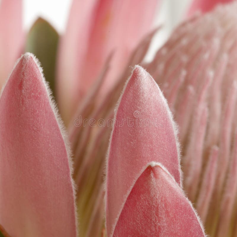Pincushion protea petals sq