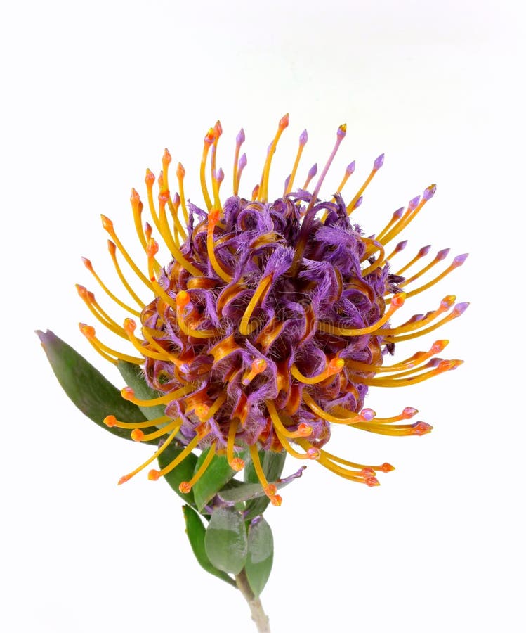Pincushions protea stock image. Image of ornamentally 35798497