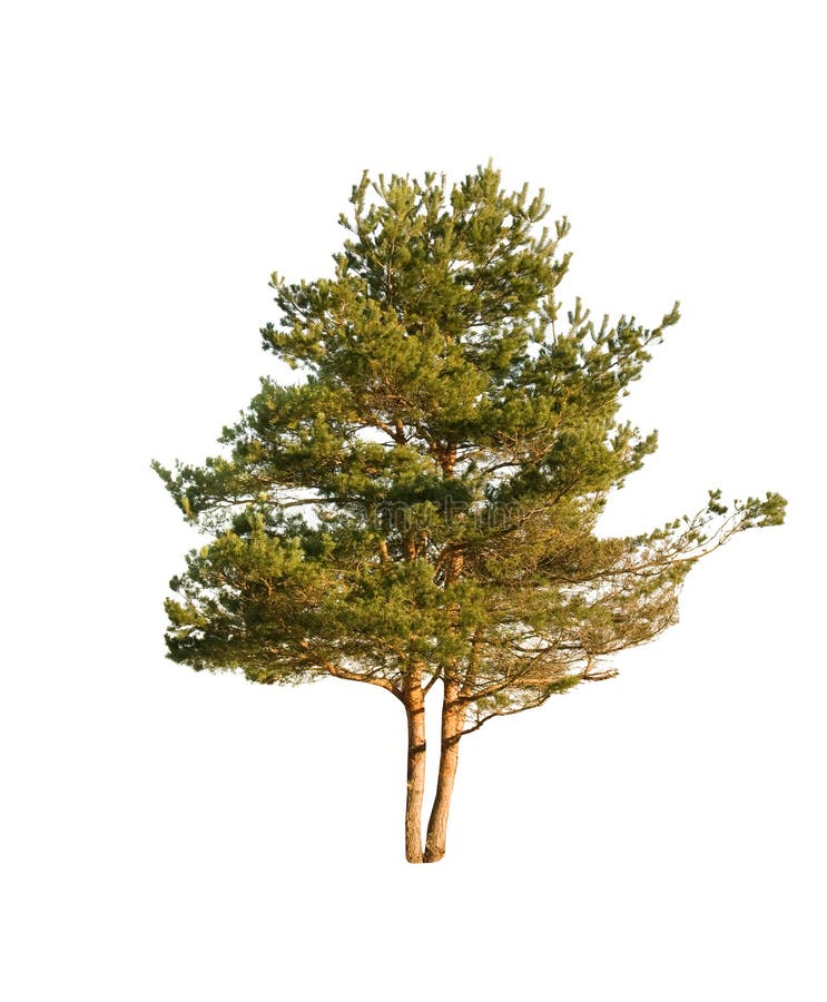 Pine stock image Pine stock image