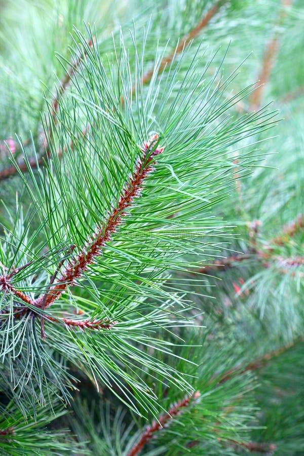 Pine stock image