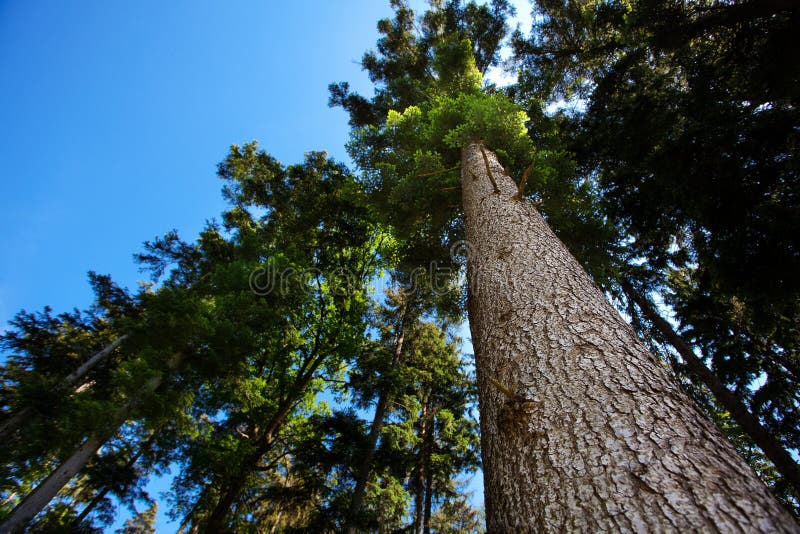 Pine against the blue sky