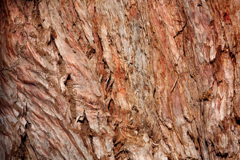 Pine bark