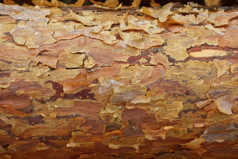 Pine Bark