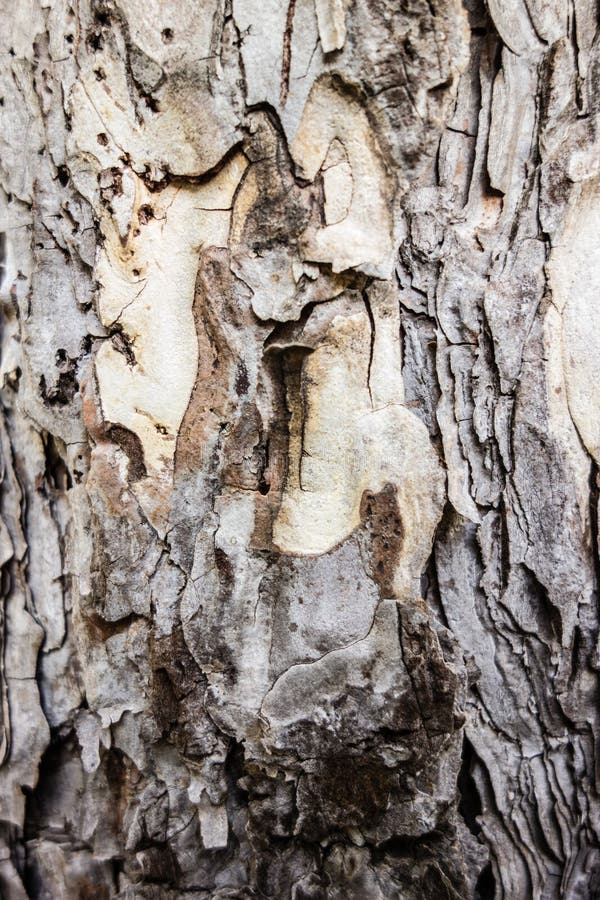 White Birch Tree Bark Close-up Stock Image - Image of outdoors, season:  181631179