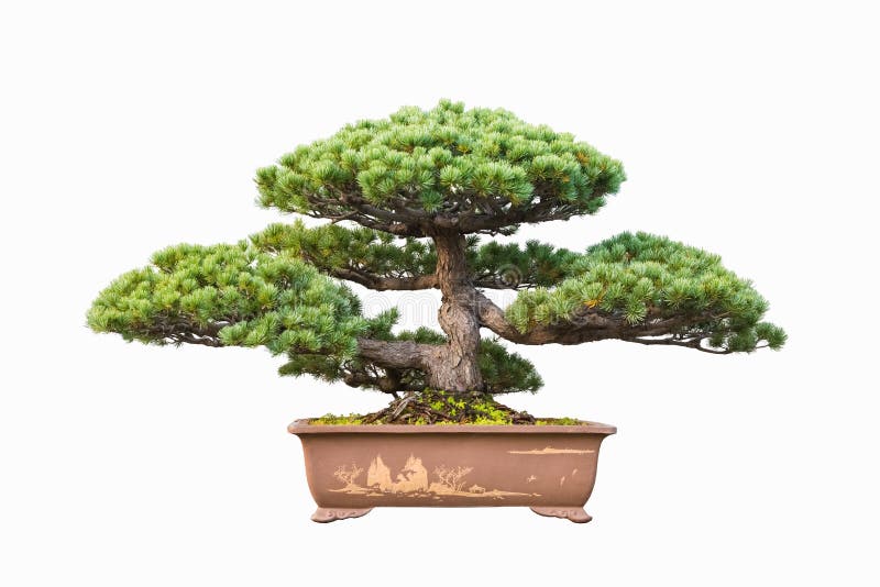 Five Needle Pine Bonsai Stock Photos Free & RoyaltyFree Stock Photos